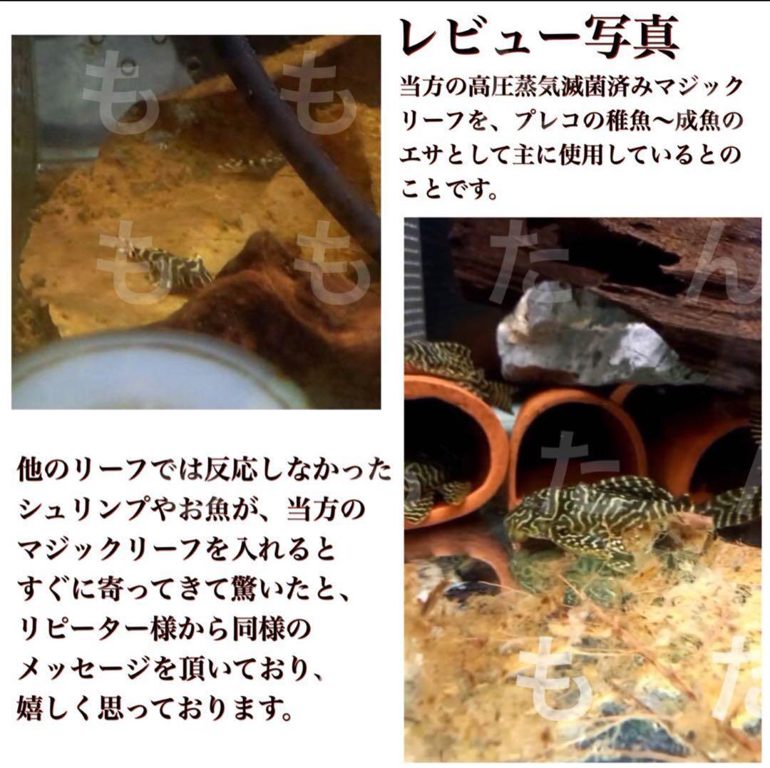 お徳用！サイズランダム400g高圧蒸気滅菌沖縄県産無農薬モモタマナ
