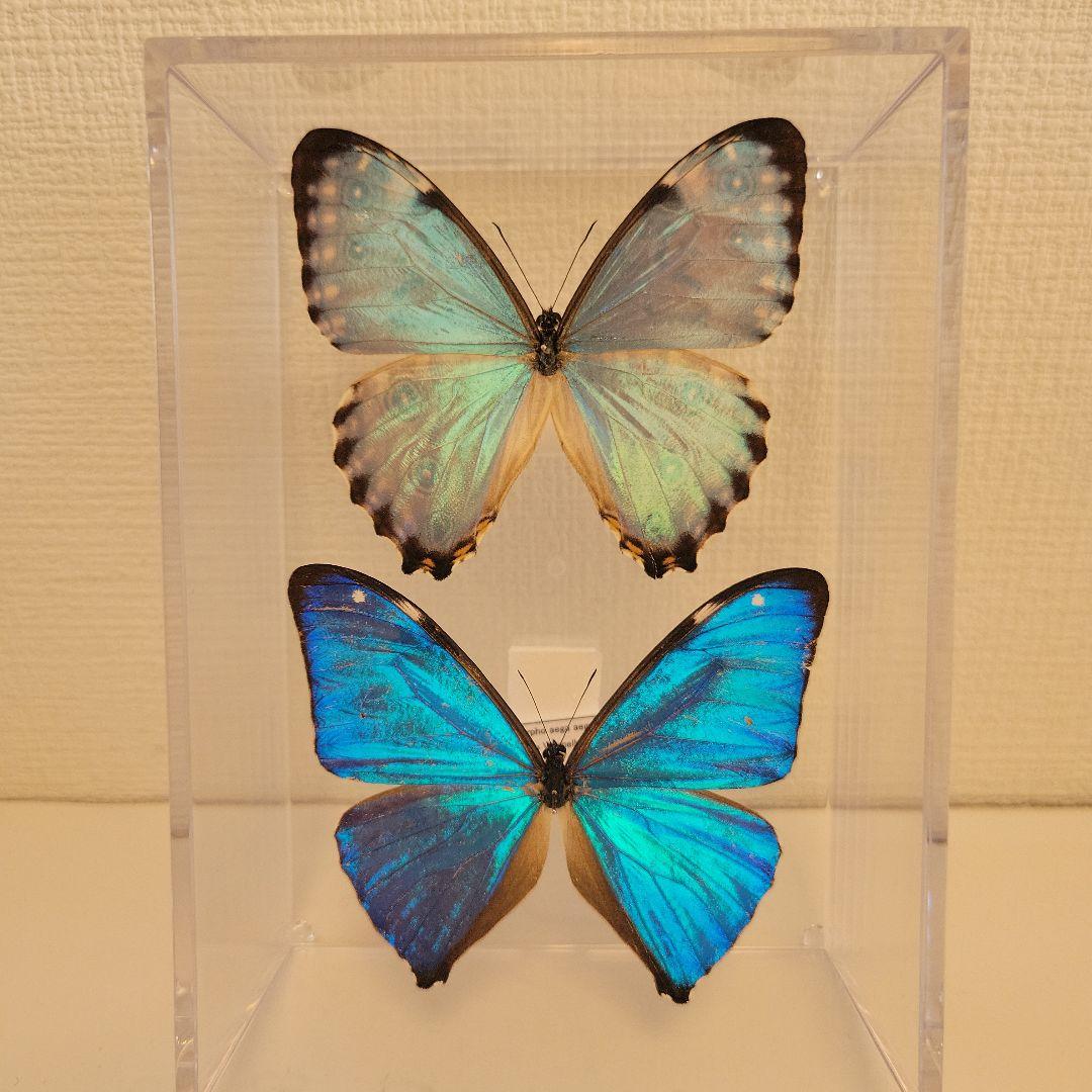 珍色】ルリオニカミキリ ムラサキオニノコギリカミキリ