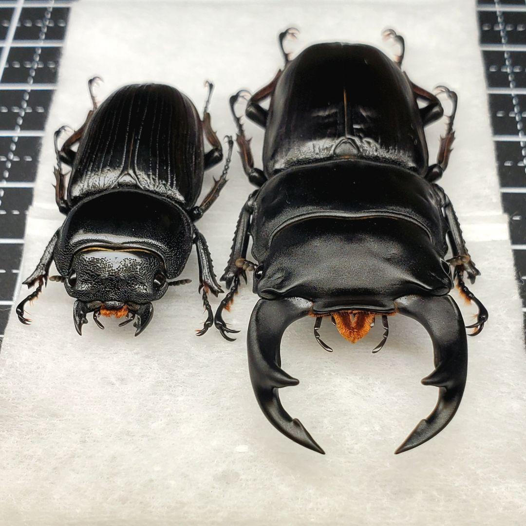 標本】良型 北海道産オオクワガタ 昆虫標本 - メルカリ