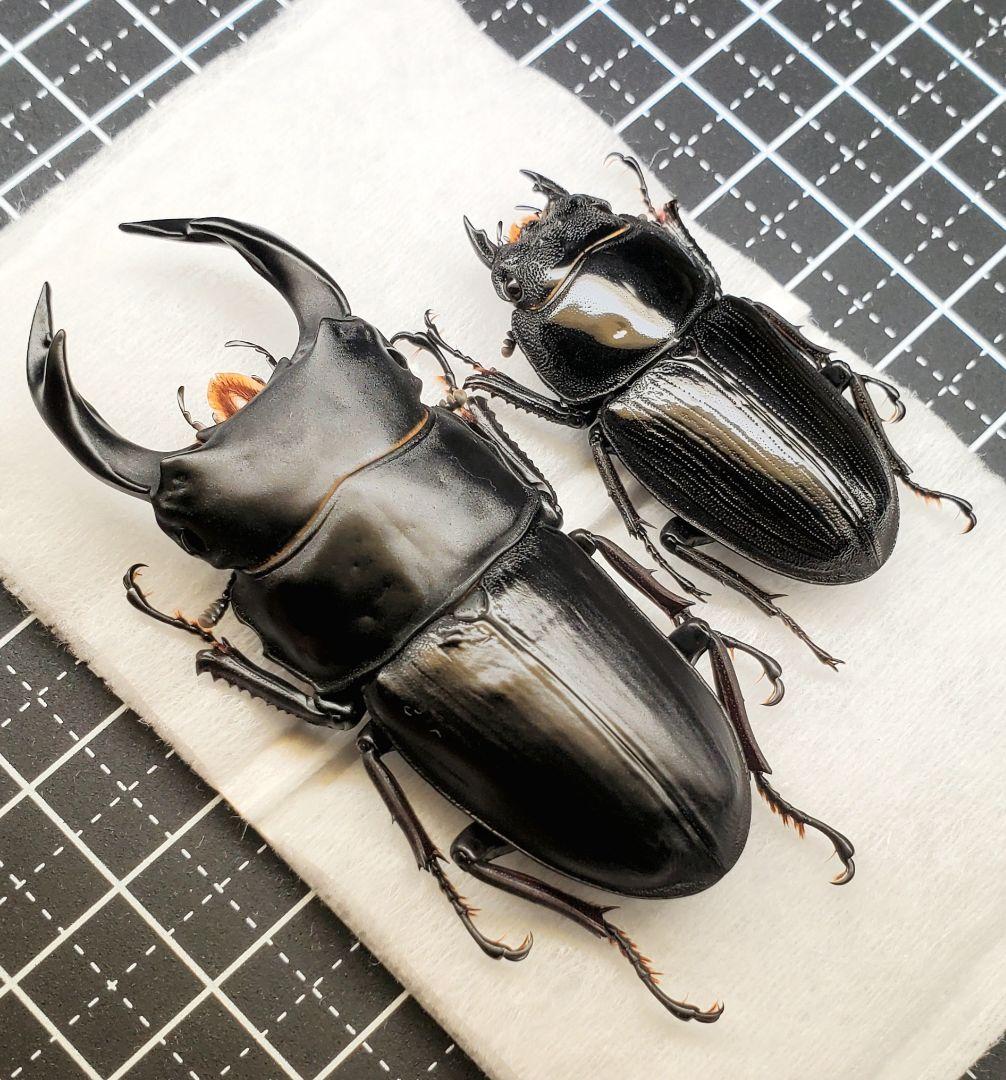 標本】良型 北海道産オオクワガタ 昆虫標本 - メルカリ