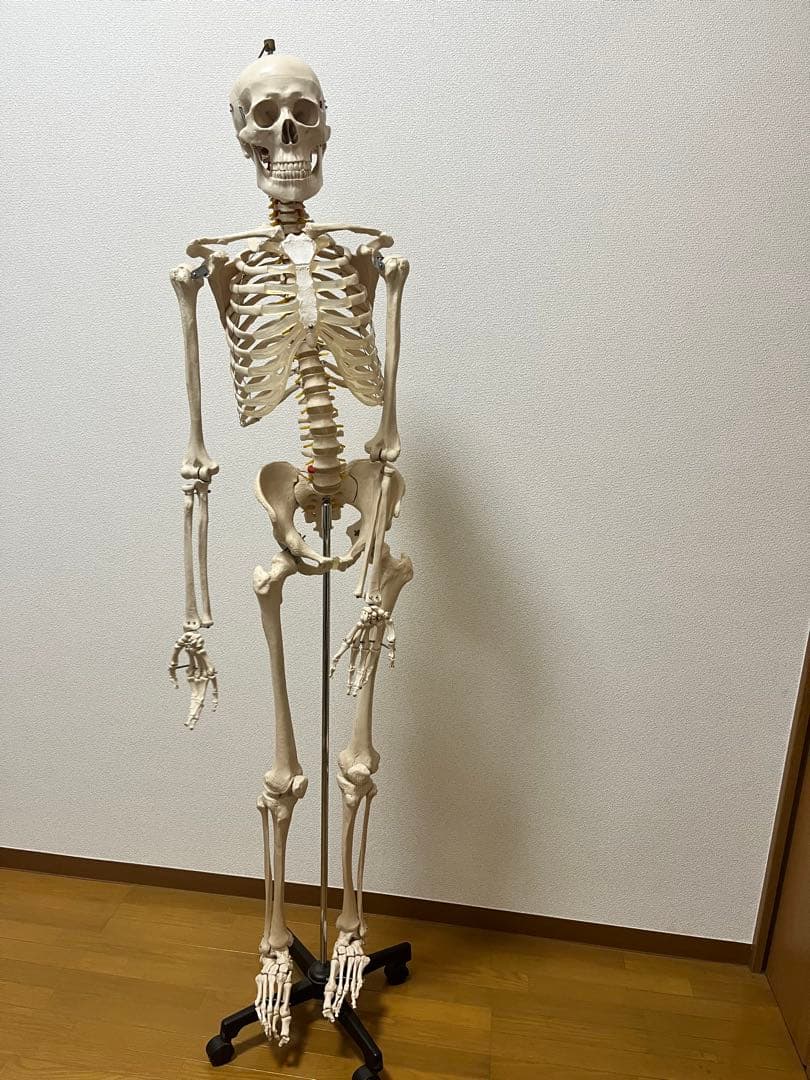 人体模型 約170cm キャスター付き - メルカリ