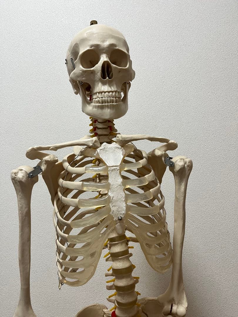 人体模型 約170cm キャスター付き - メルカリ