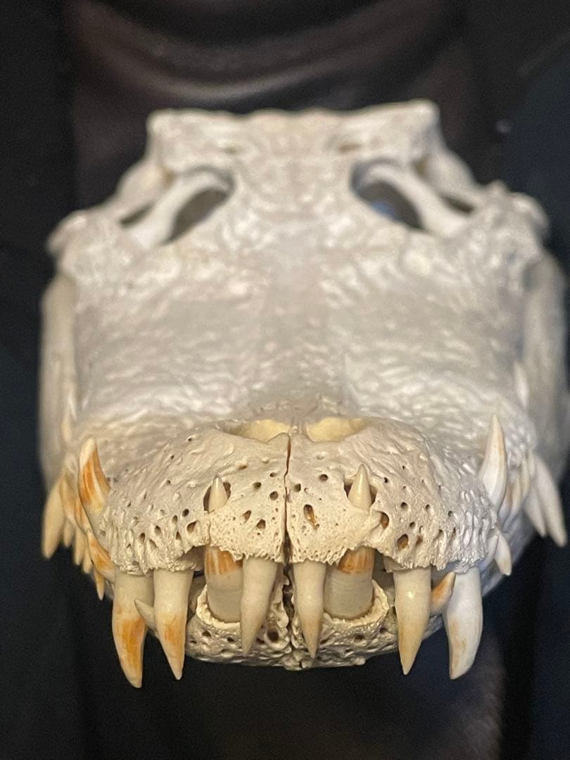 ma様専用【実物】ワニ頭骨 シャムワニ 頭骨標本 本物 ワニ 標本 美品