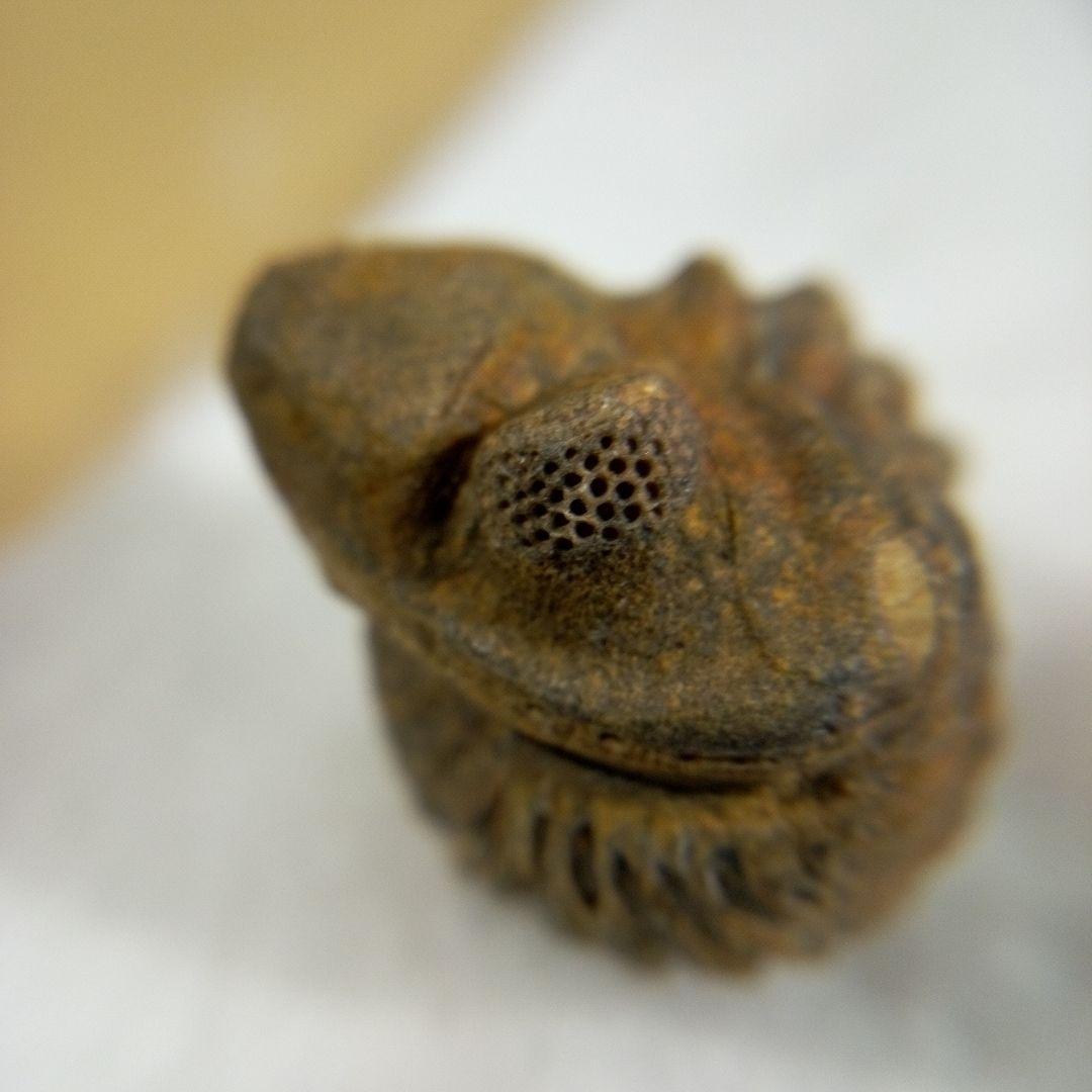 三葉虫 化石 三葉虫化石 究極のレトロ fossil ボリビア産 化石管理番号⑰