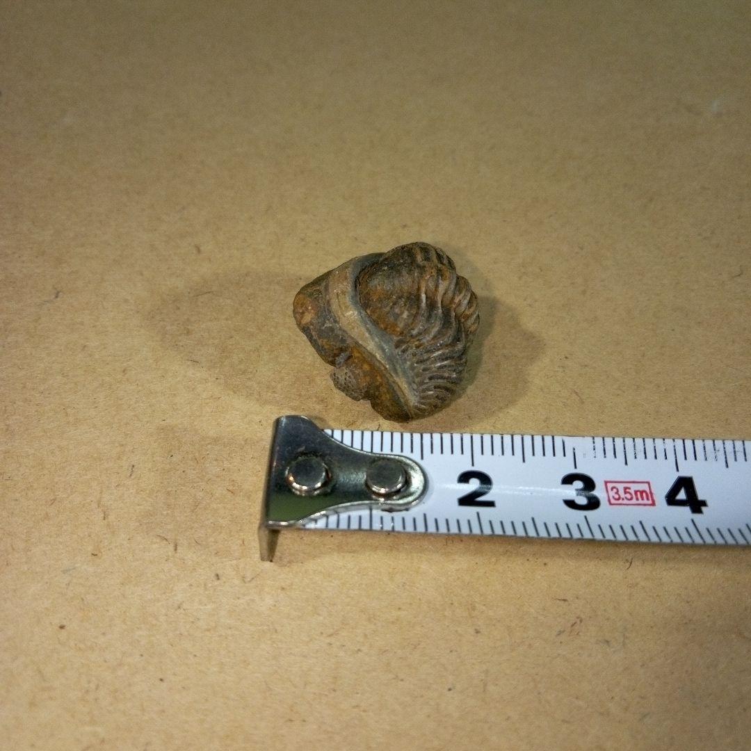 三葉虫 化石 三葉虫化石 究極のレトロ fossil ボリビア産 化石管理番号⑰