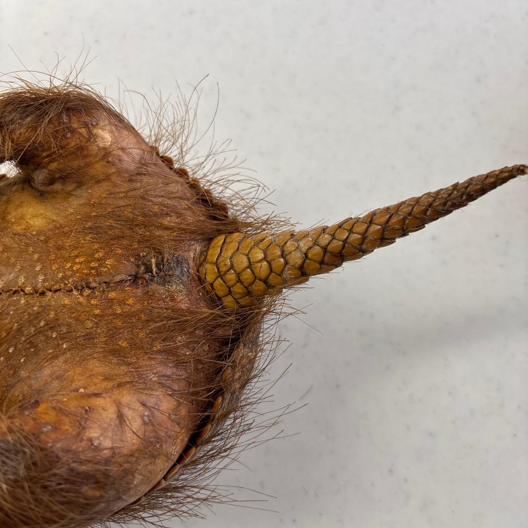 アルマジロ剥製