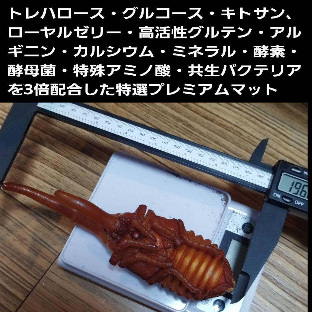 プレミアム3次発酵カブトムシマット 100リットル ヘラクレス181ミリ