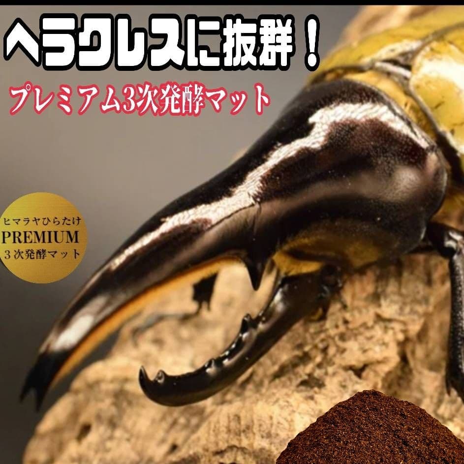プレミアム3次発酵カブトムシマット100リットルヘラクレス181ミリ羽化実績