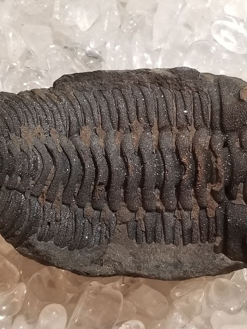 自由研究にイチオシ！】 三葉虫 〜カンブリア紀〜 『結晶化された化石