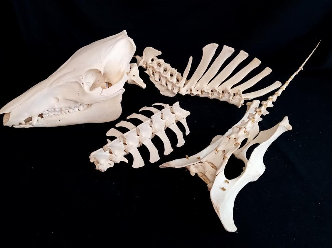 イノシシ骨格標本 メス 56Kg 頭骨・頸椎・腰椎・仙椎・尾椎