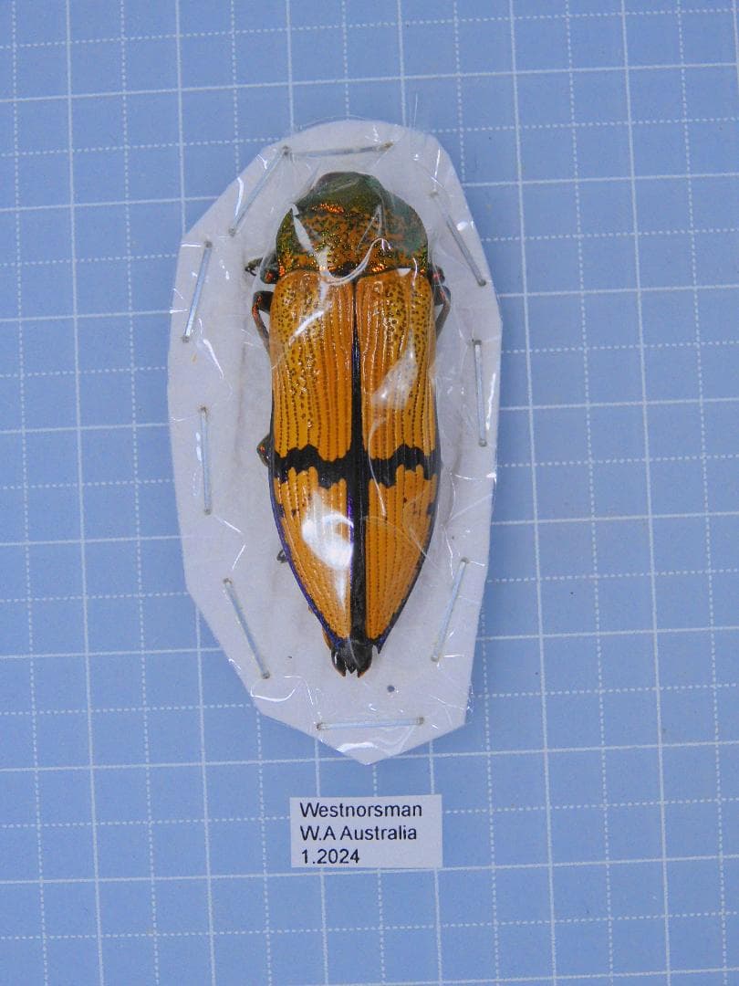 コロンビア産 ルリオニカミキリ 61mm