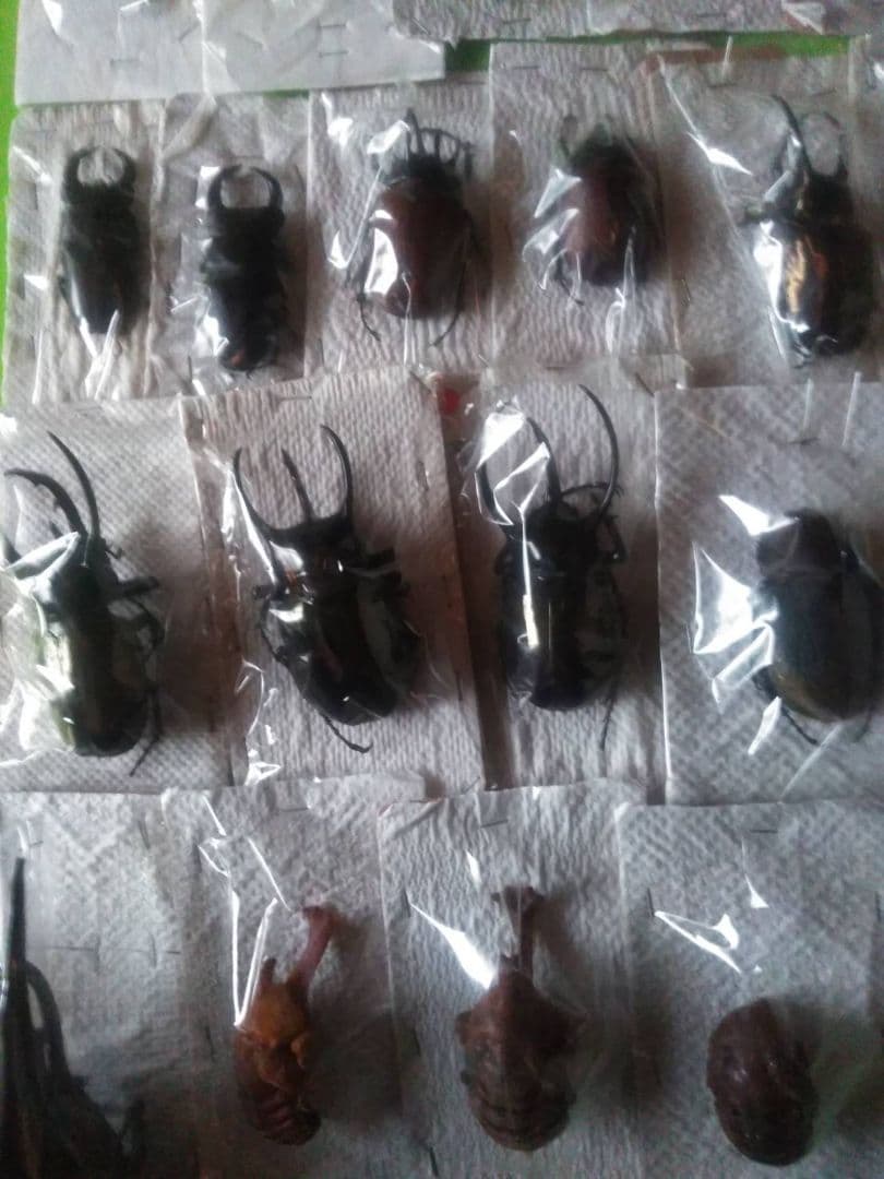 昆虫標本40匹セット　※A品B品