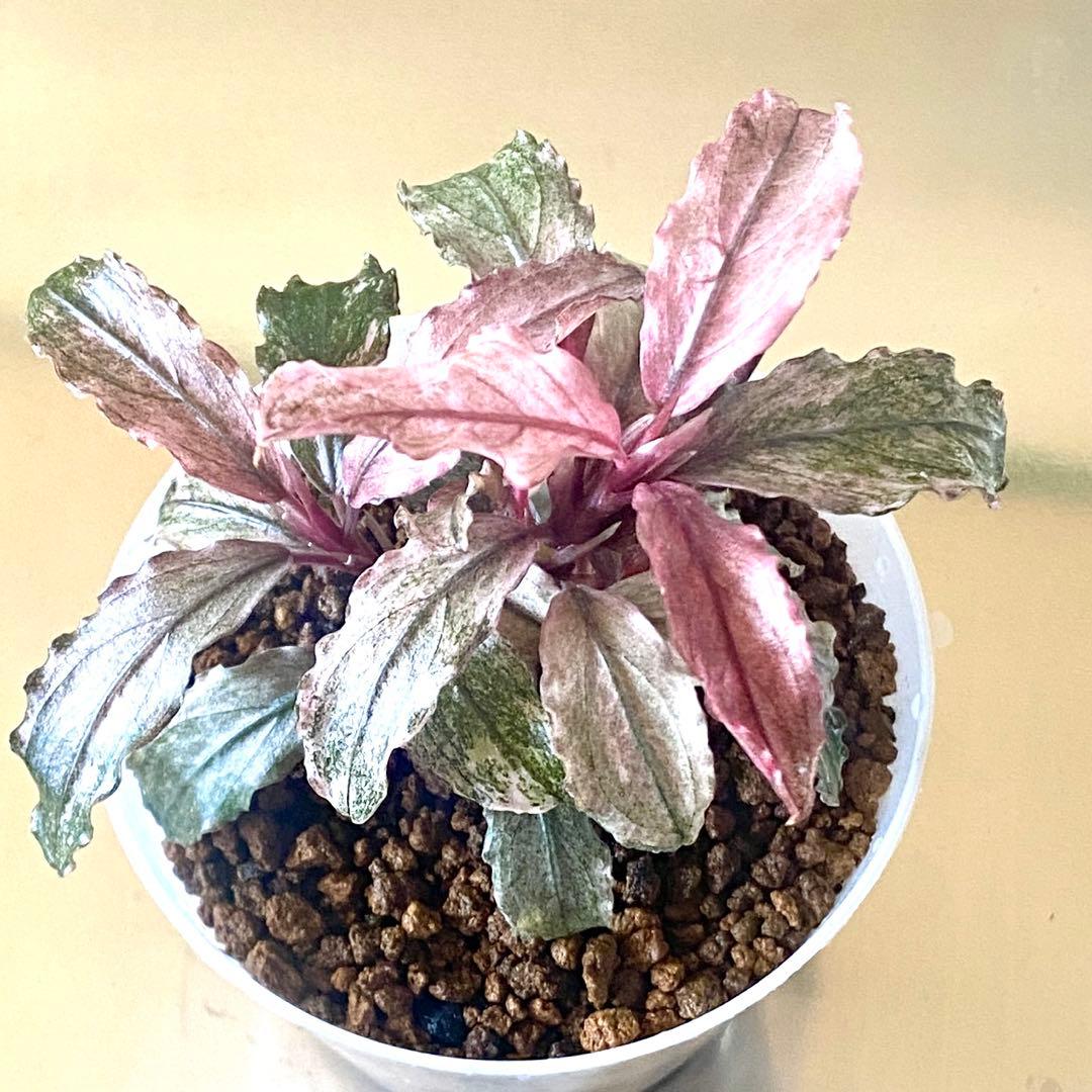 Bucephalandra sp.PinkVariegatedピンクバリエガータ