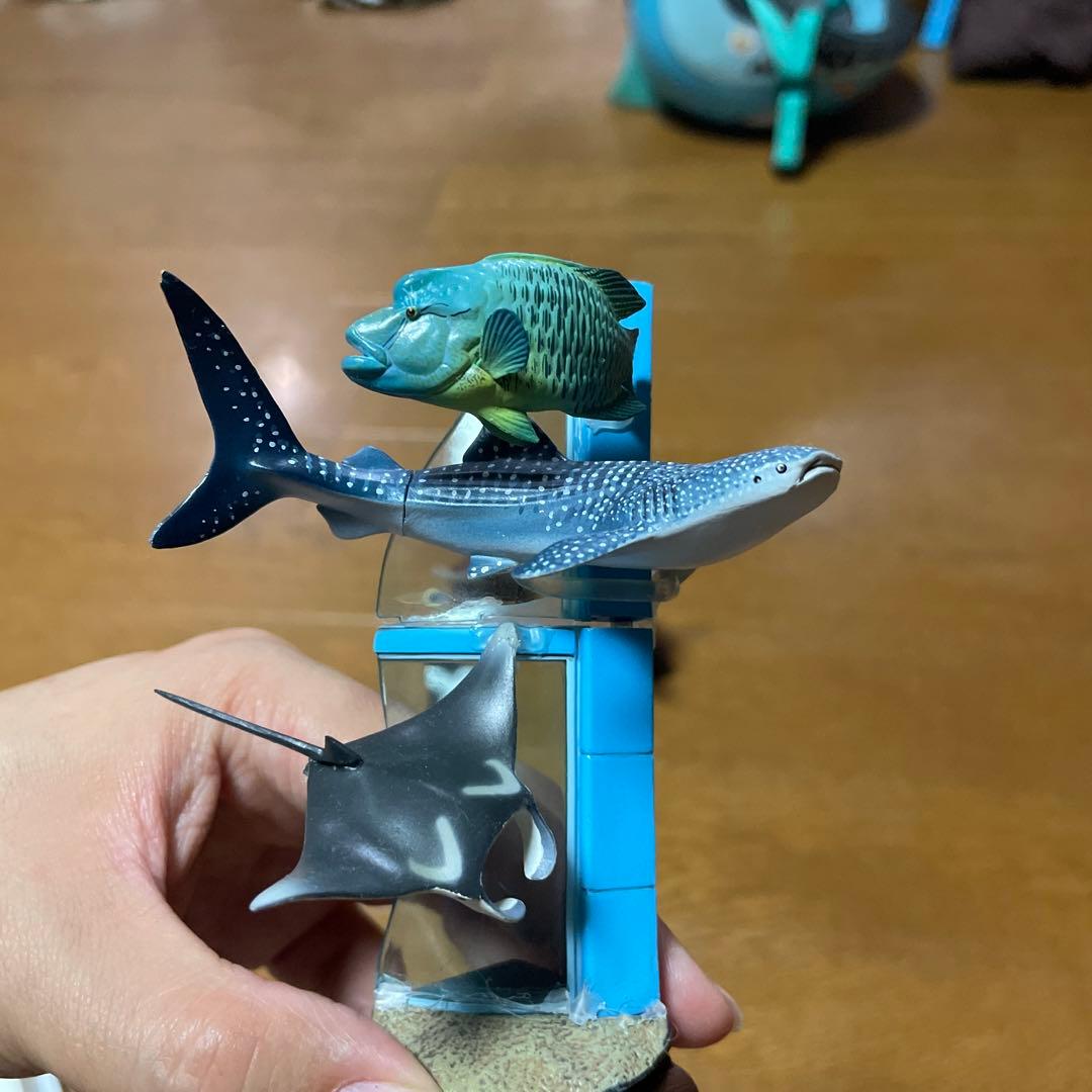 【海遊館限定】　海遊館ガチャガチャ　オニイトマキエイ　アオウミガメ