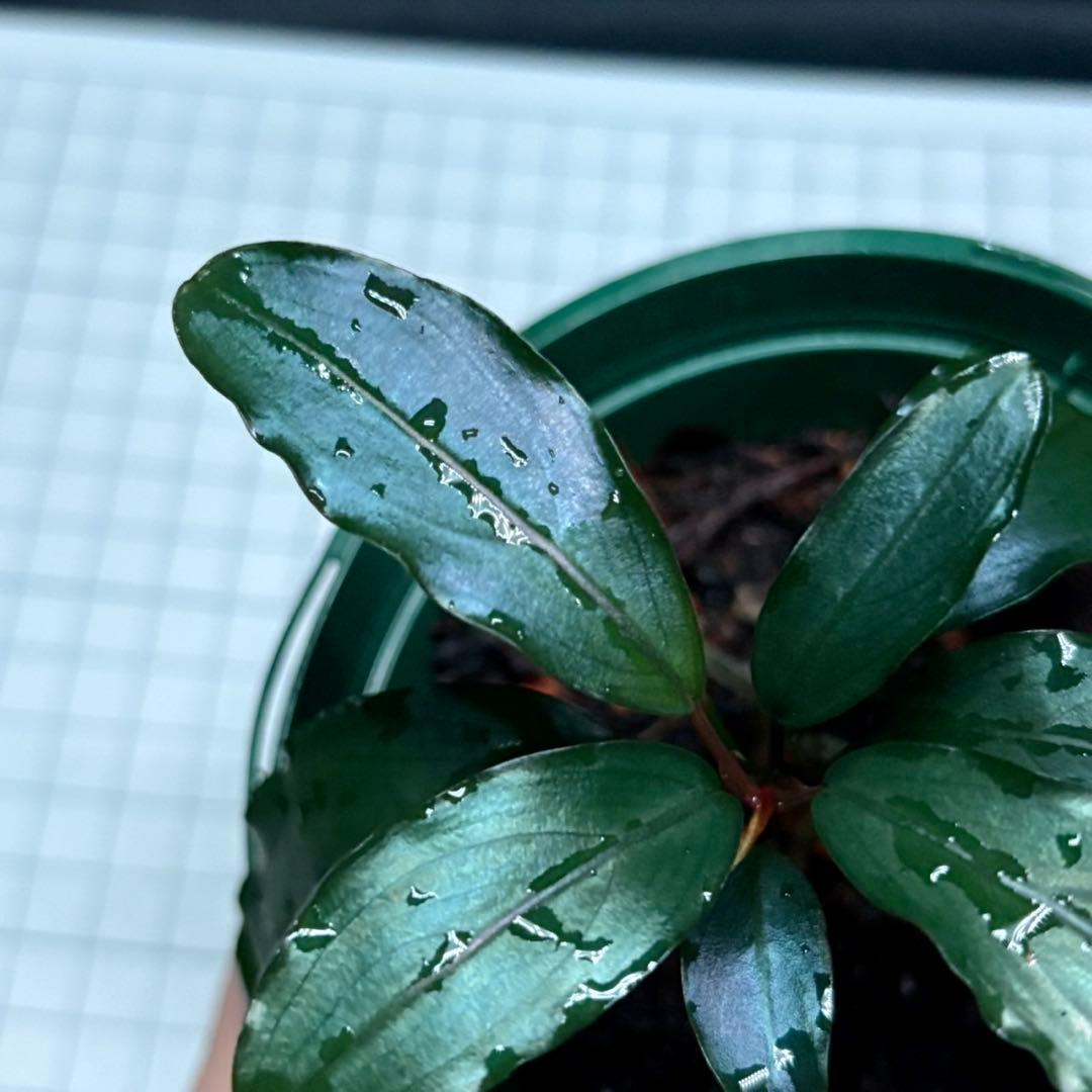 タ*ン様 ブセファランドラ sp.モトレイアーナ スーパーブルー ①