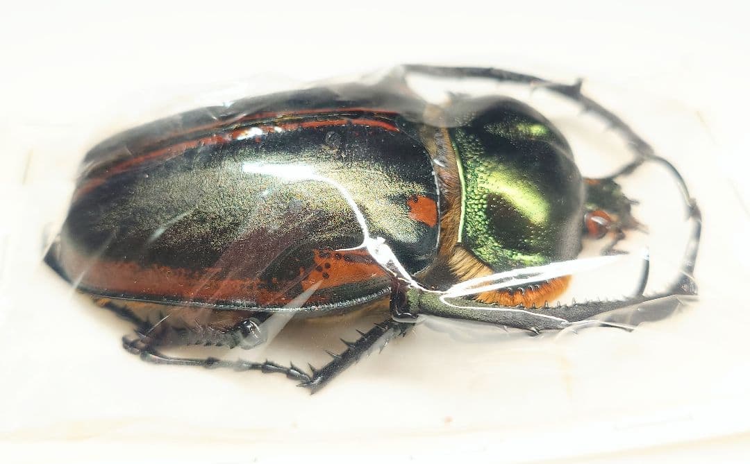 ヤンソニーテナガコガネ 75ミリ野外品 標本