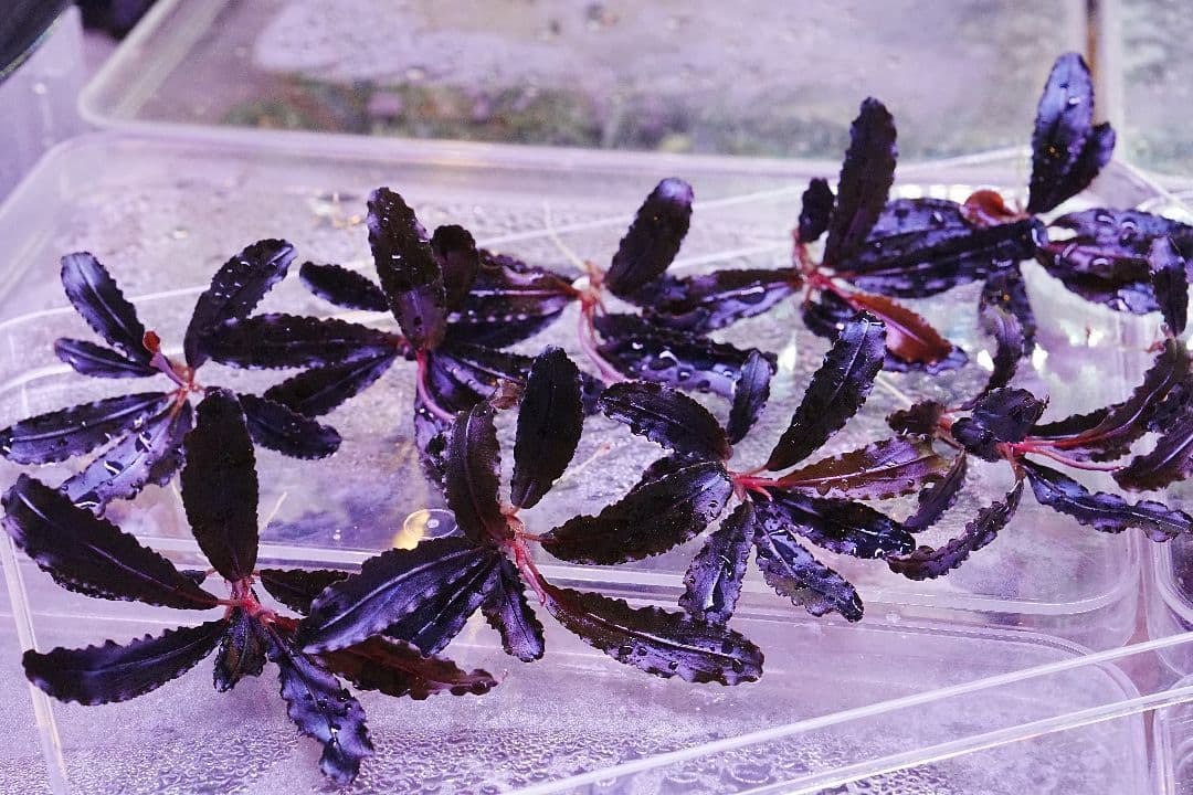 クダガン 1株 ブセファランドラ 水上葉 組織培養 水草セット - メルカリ