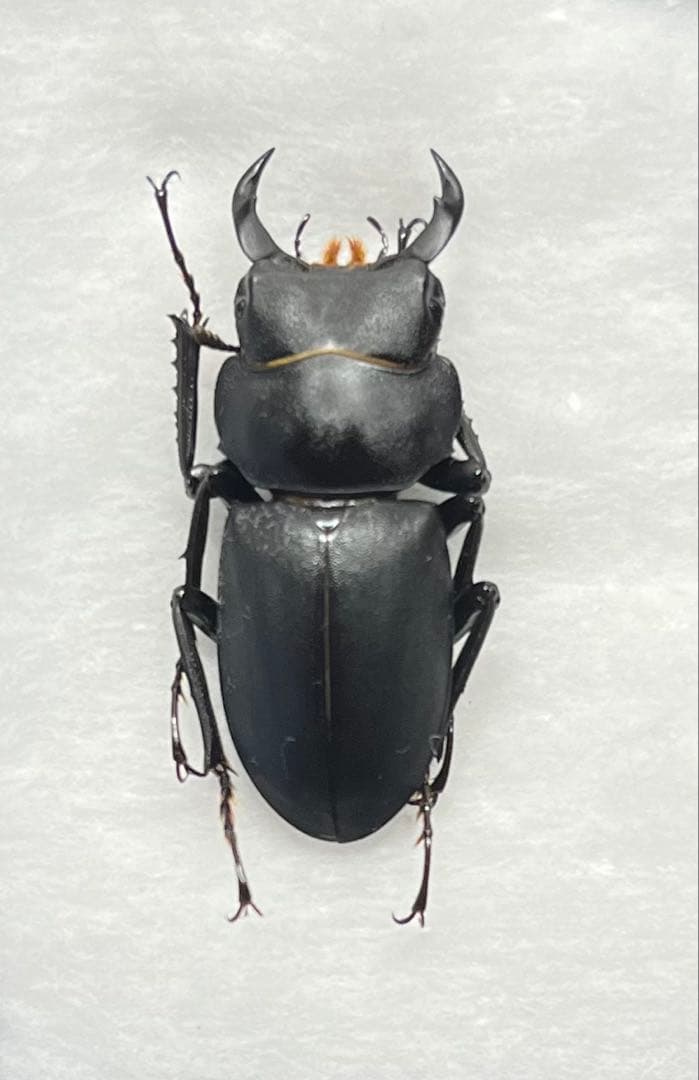 大阪府産 ヒメオオクワガタ オス