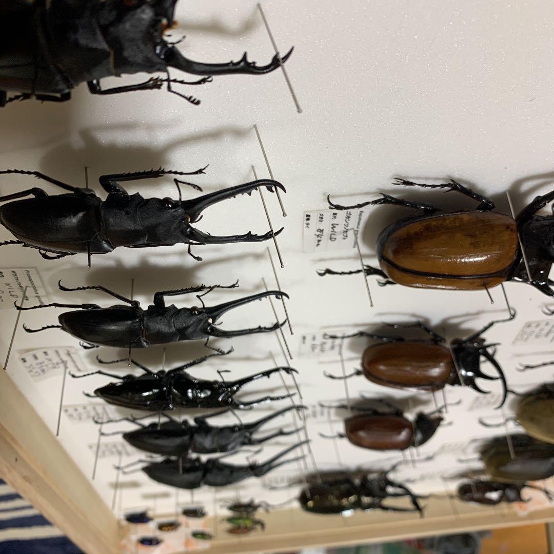 昆虫標本 コレクション ラベルあり 大幅値下げ