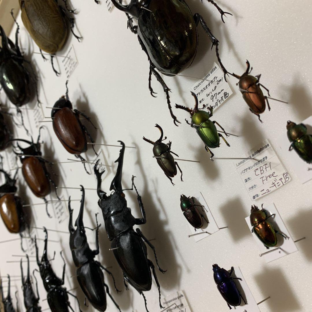 昆虫標本 コレクション ラベルあり 大幅値下げ