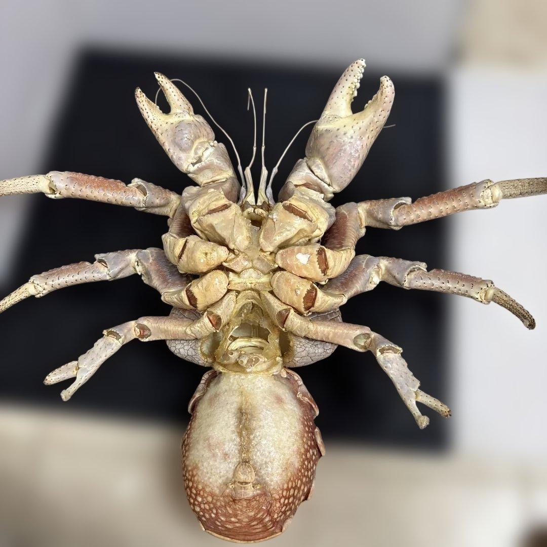 u*d様 現地土産品 ヤシガニ 剥製 標本 約50センチ - メルカリ