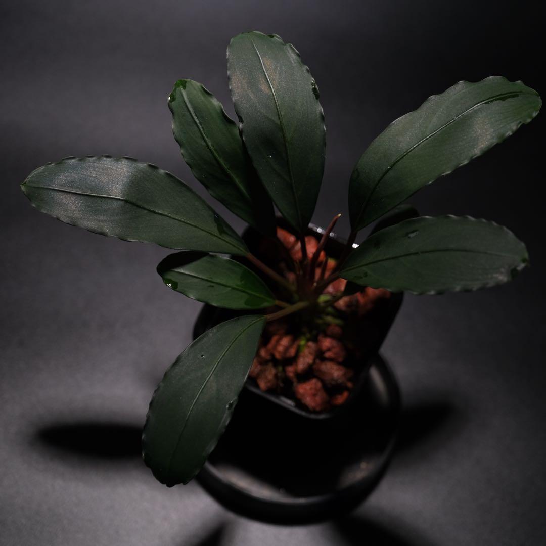 水草 Bucephalandra sp Red Ulysses Bucephalandra sp Red Ulysses