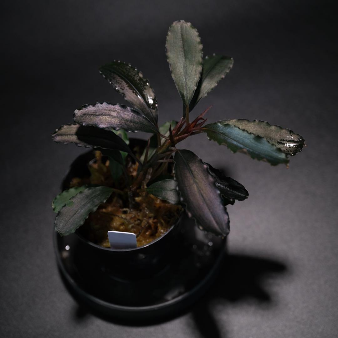 陰性水草の王様的存在【ブセファランドラ】Theia Blue 陰性水草の王様