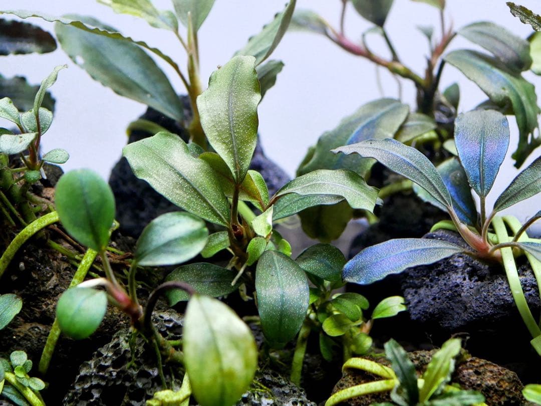 ブセファランドラ『16種16株』【完全水中葉【レア種入