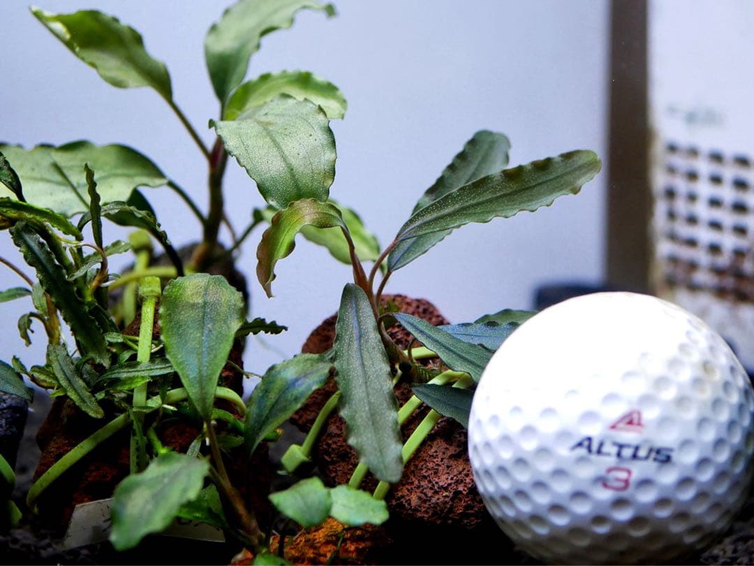 ブセファランドラ『16種16株』【完全水中葉【レア種入