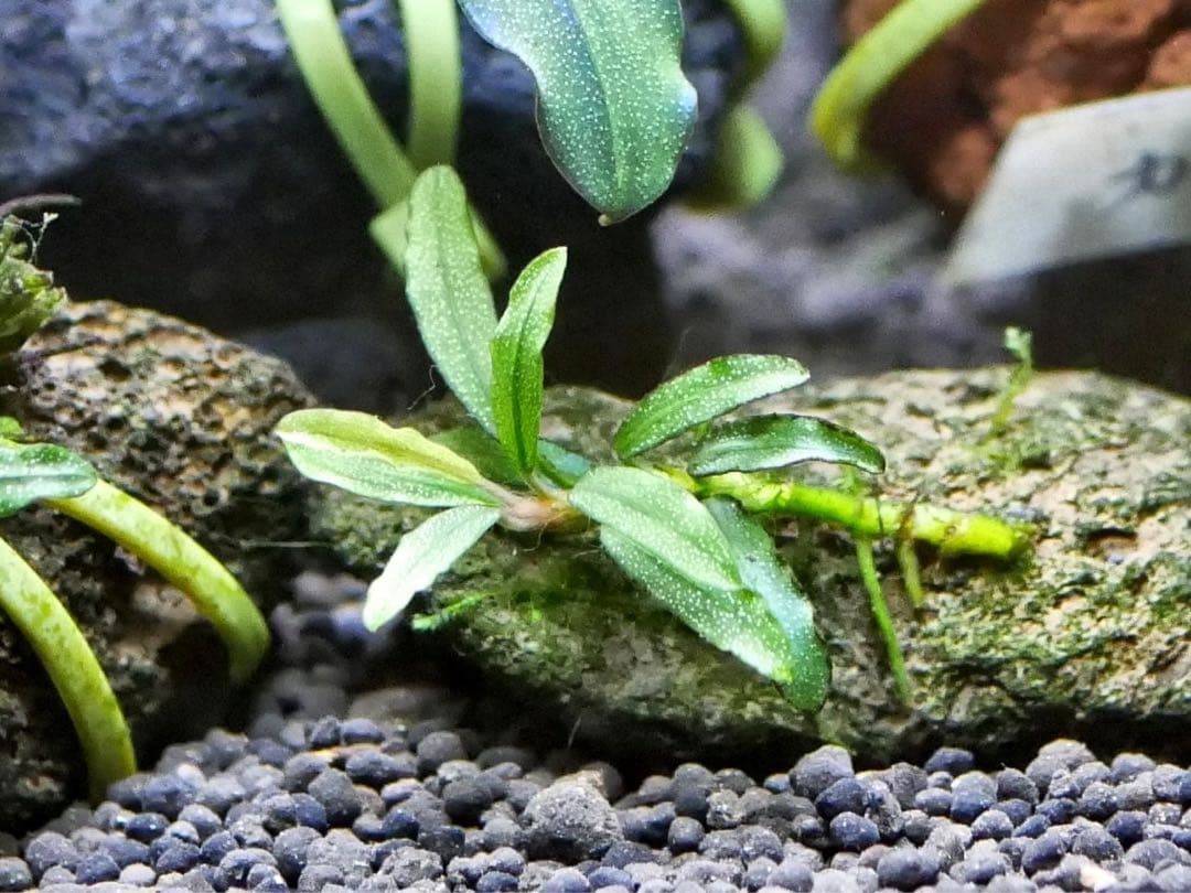 ブセファランドラ『16種16株』【完全水中葉【レア種入