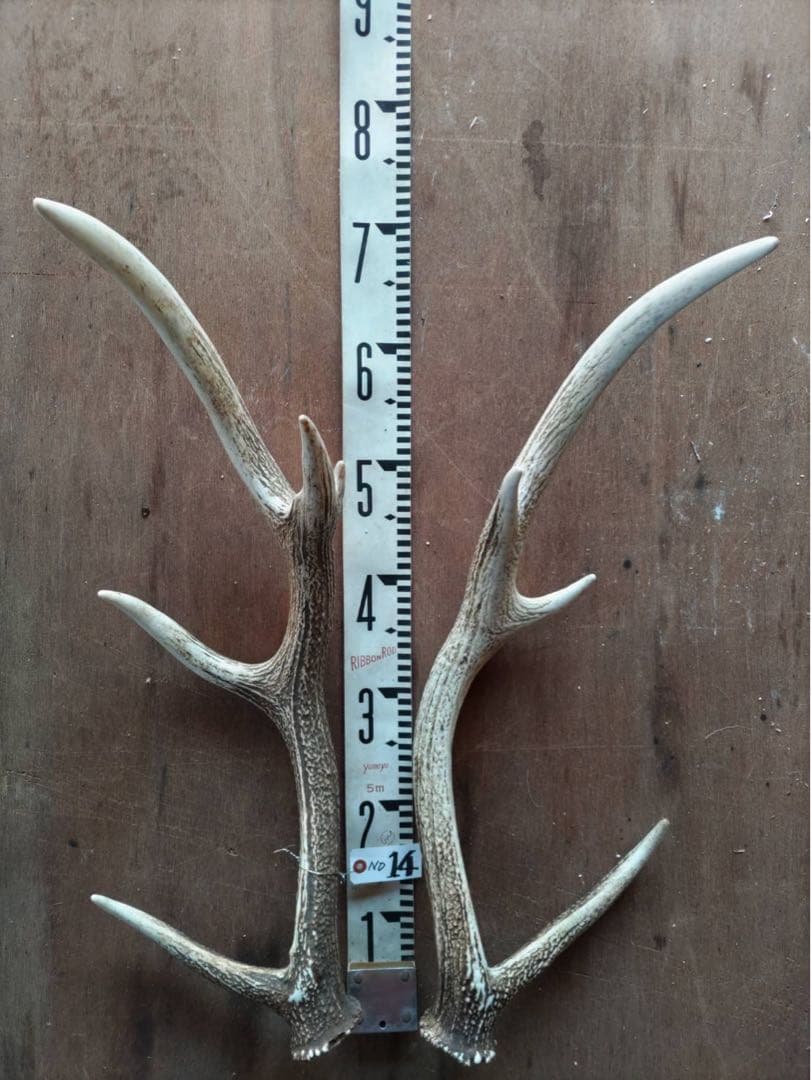 超大型 鹿の角 エゾシカ［14］ 超大型 鹿の角エゾシカ［14］