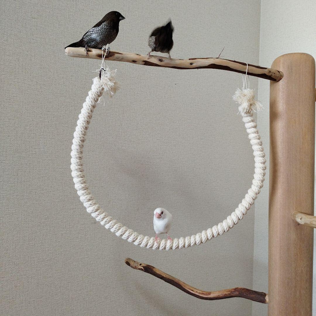 中型鳥さん用】螺旋状♬バードアスレチック