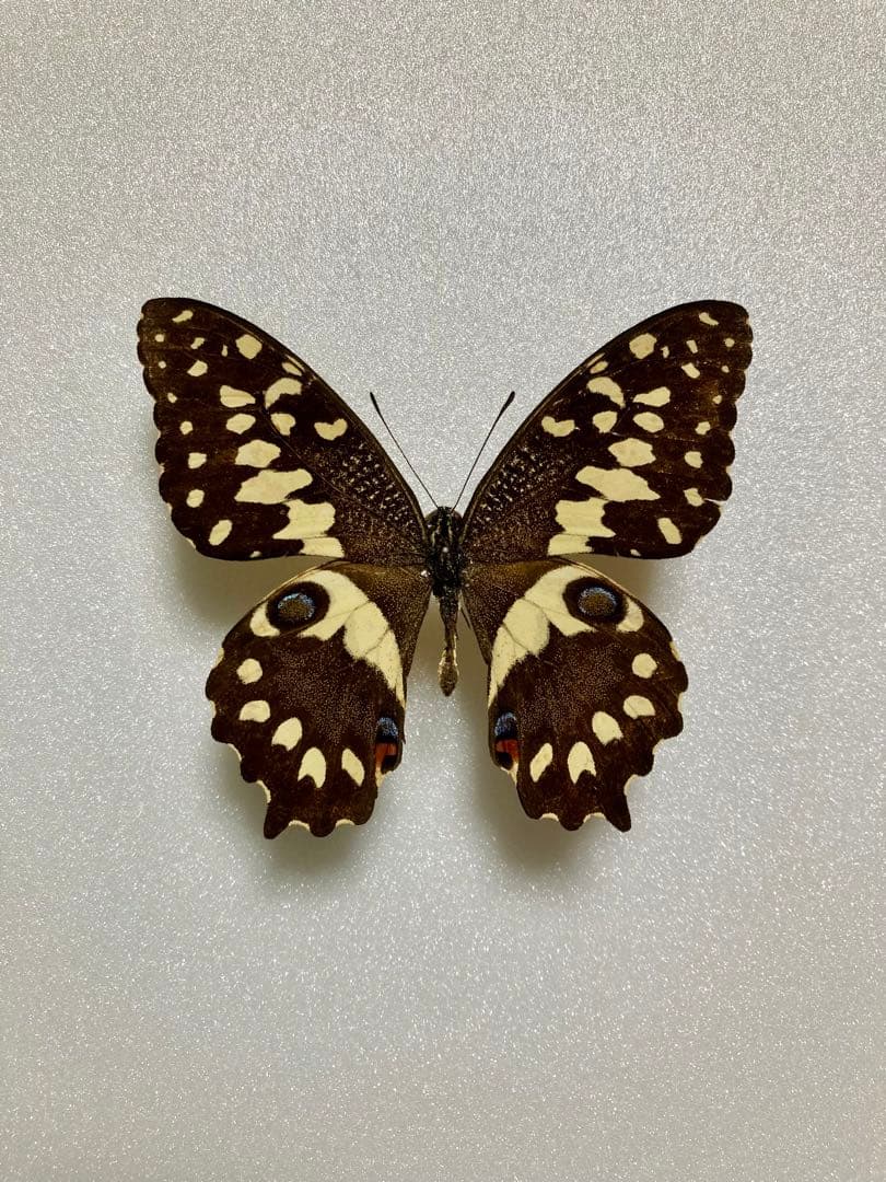 2頭セット】マネシアゲハ、オナシアゲハ