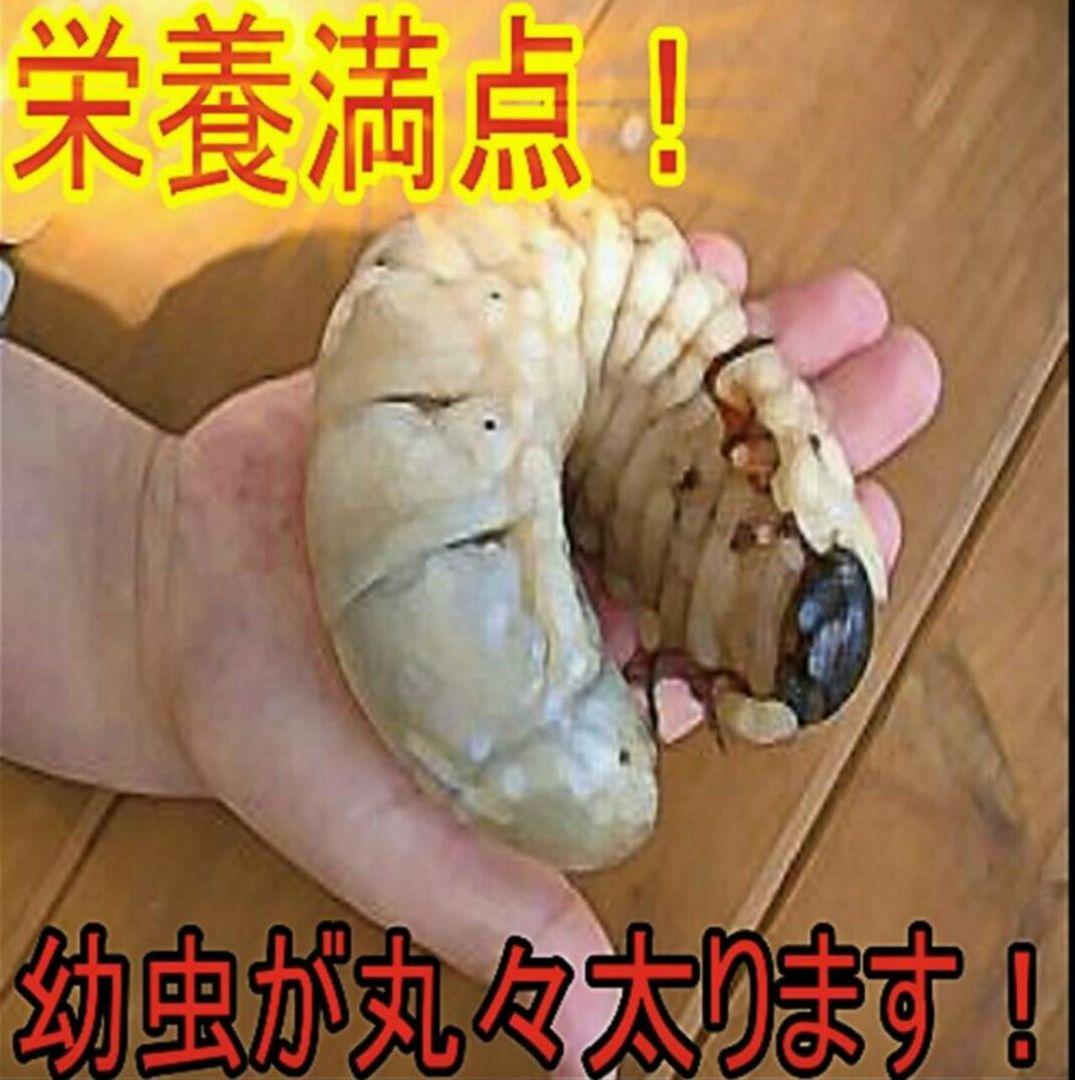 送料無料！カブトムシ幼虫の餌！栄養価抜群なので大きくなります