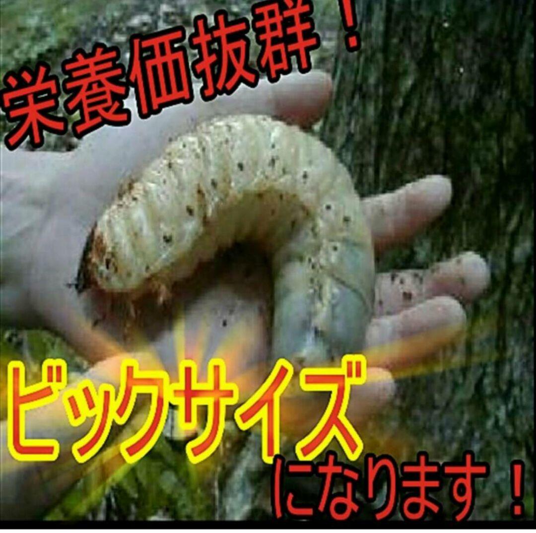 送料無料！カブトムシ幼虫の餌！栄養価抜群なので大きくなります