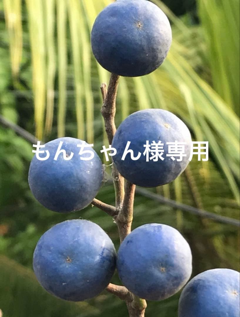 もんちゃん　ルドラクシャブレスレット他 ルドラクシャ 8ムキ 三眼天珠 水晶 ブレスレット 14,5cm ブレスレット