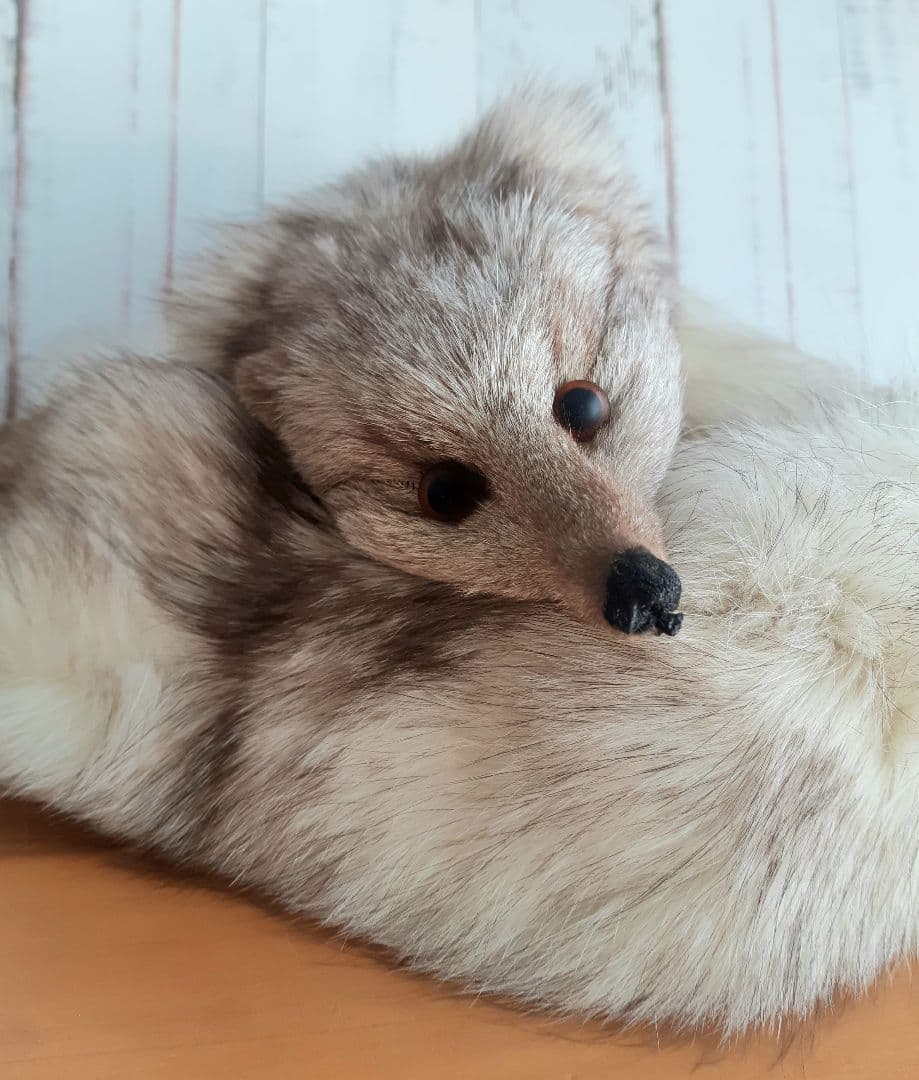 狐の襟巻き・フォックスファー(青狐・ブルーフォックス)