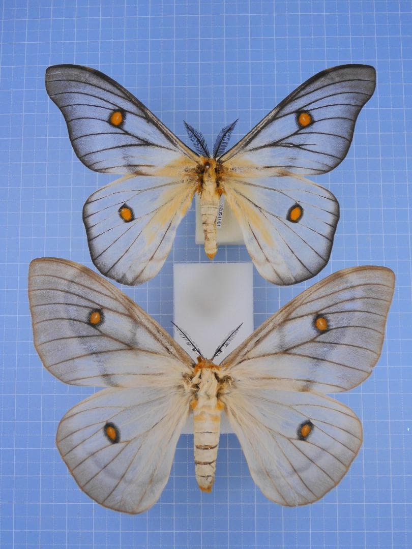 スミレ 葉っぱ 訳あり品 300g ツマグロヒョウモン 幼虫 餌