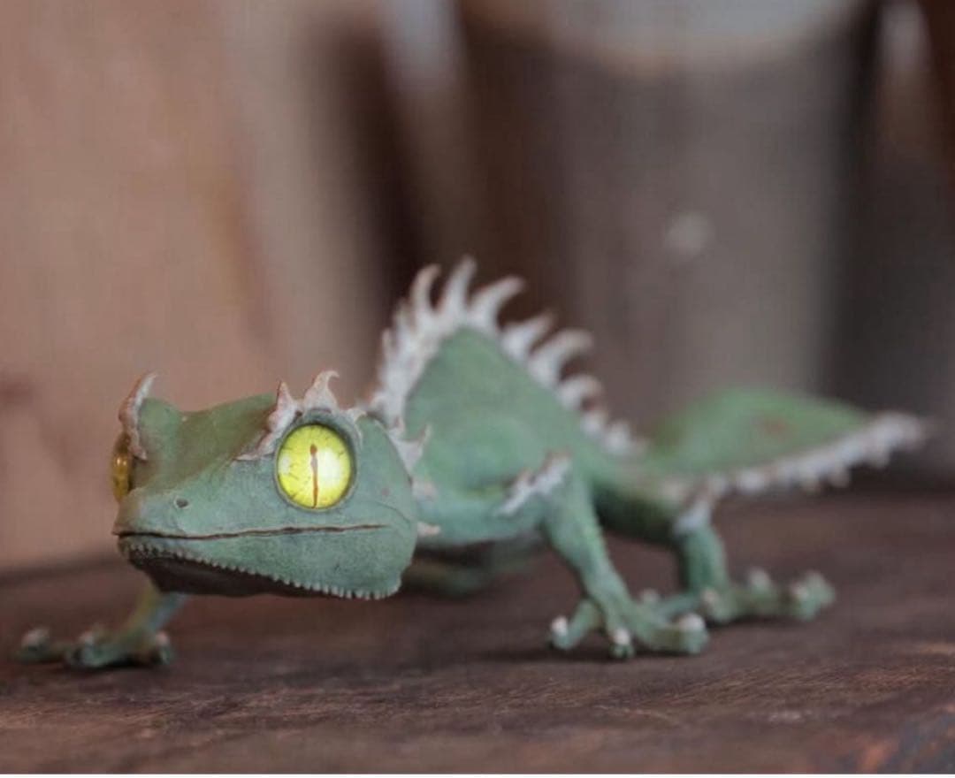 未開封品 OZWRT Agave Leaf Tailed Gecko 17cm