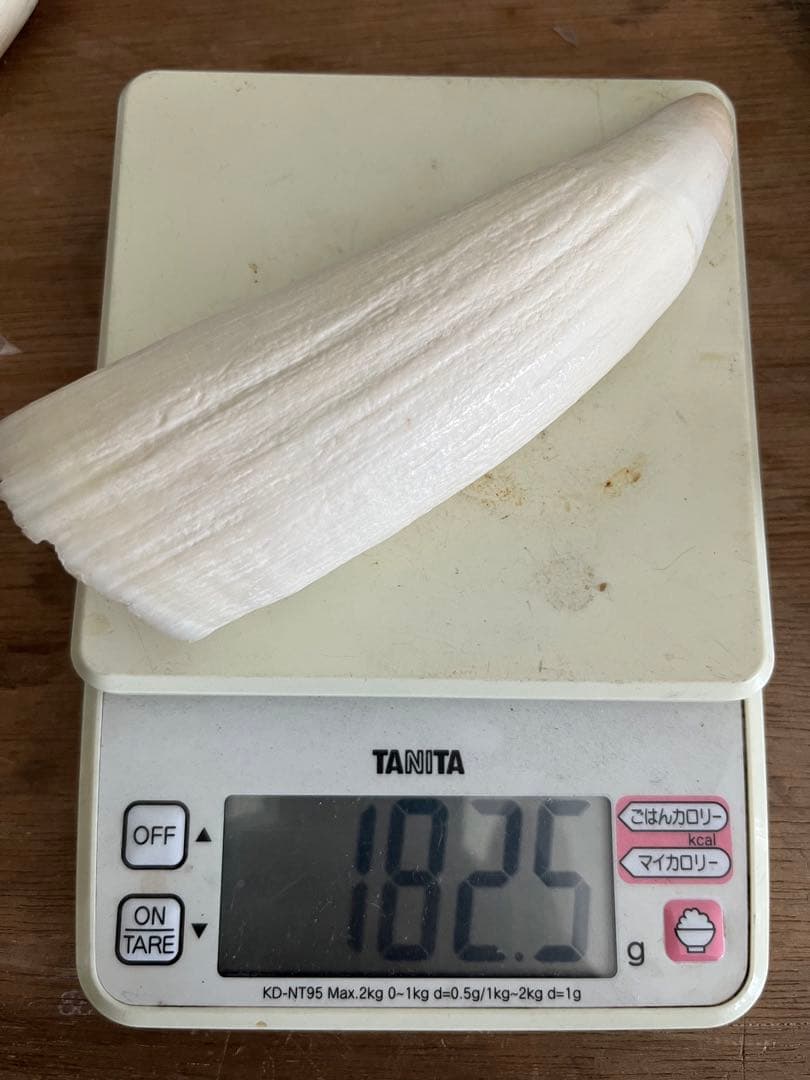 マッコウクジラの歯　根付け　印材