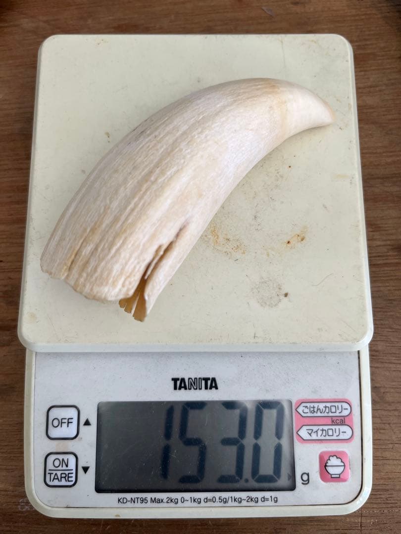 マッコウクジラの歯　根付け　印材