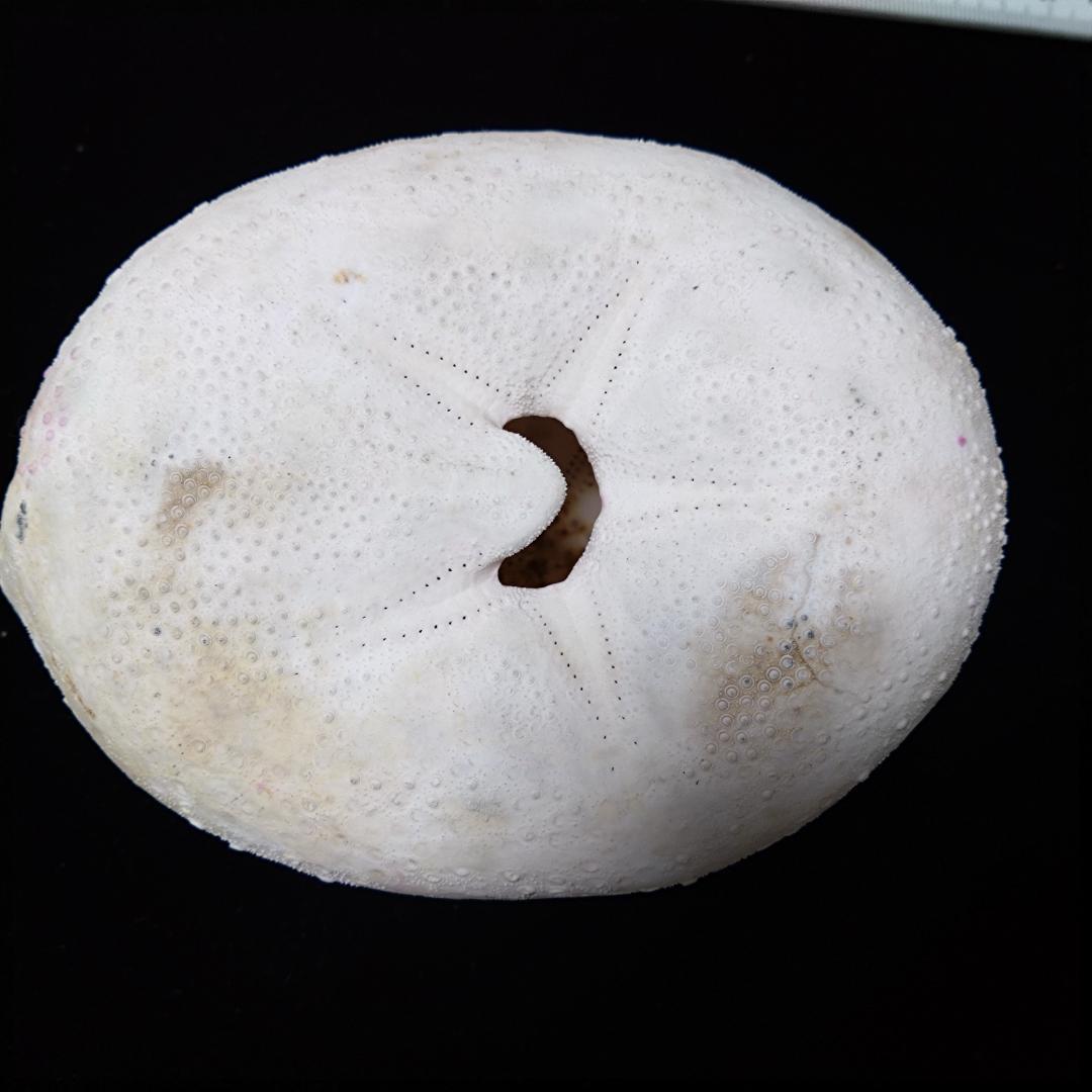 ウニ 標本 貝殻 超特大140㎜ 珍種 バサラブンブク - メルカリ