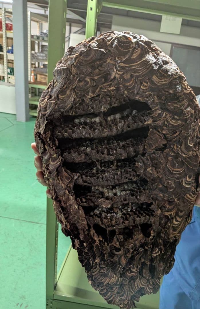 本物】ハチの巣 縁起物