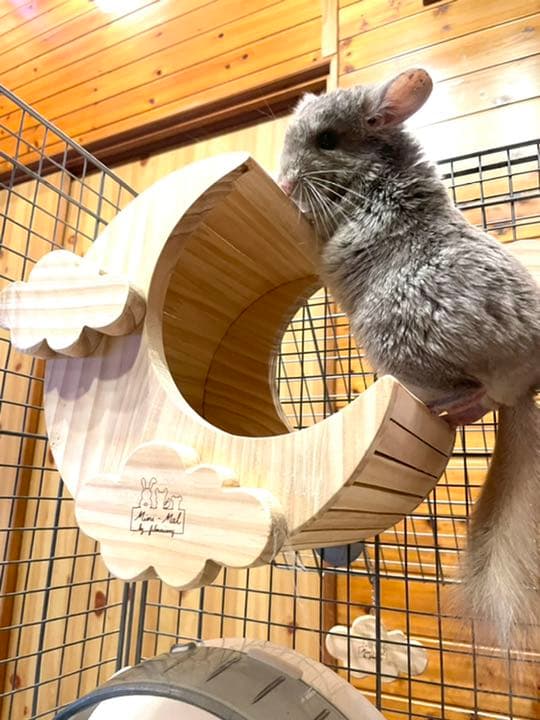 チンチラハウス 月 moon 小動物用 可愛い - メルカリ