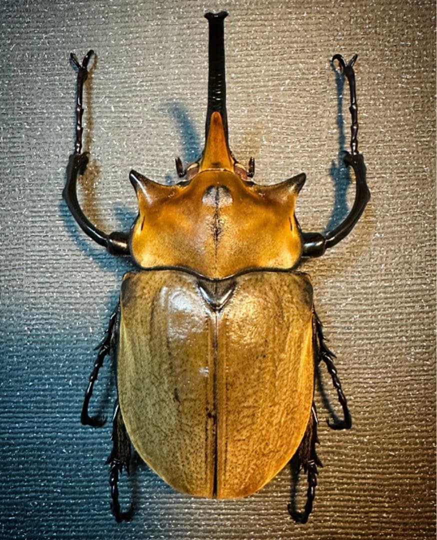 特大エレファスゾウカブト標本 エレファスゾウカブト♂105mm 標本