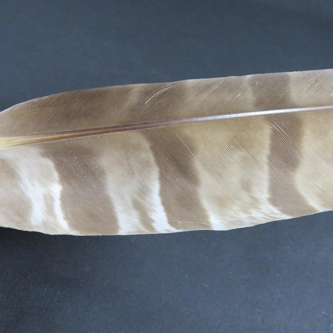 羽箒 羽根 茶道具 茶器 木箱 共箱 高級 - メルカリ