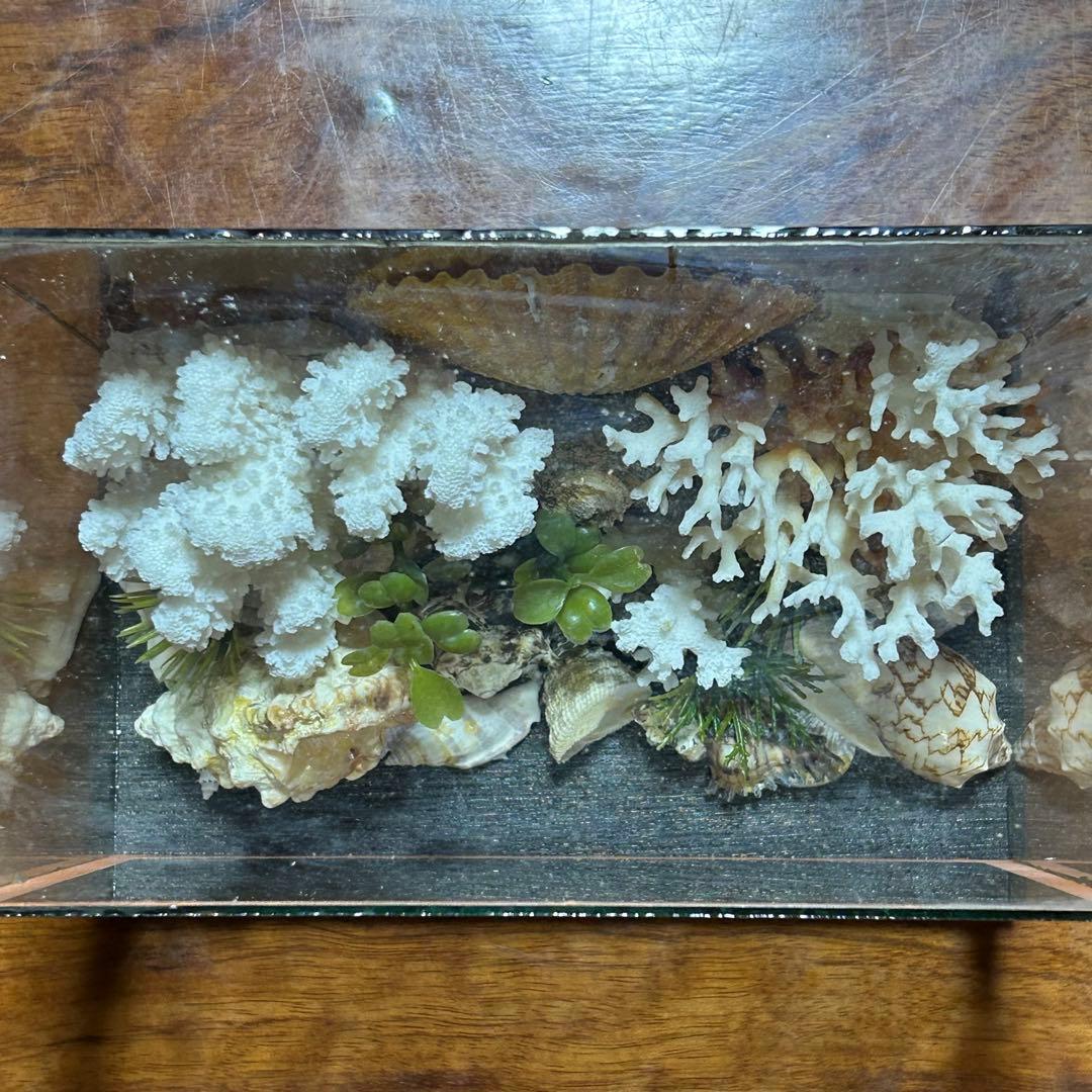 昭和レトロ 熱海土産 貝殻とサンゴ 置物・インテリア小物 - メルカリ