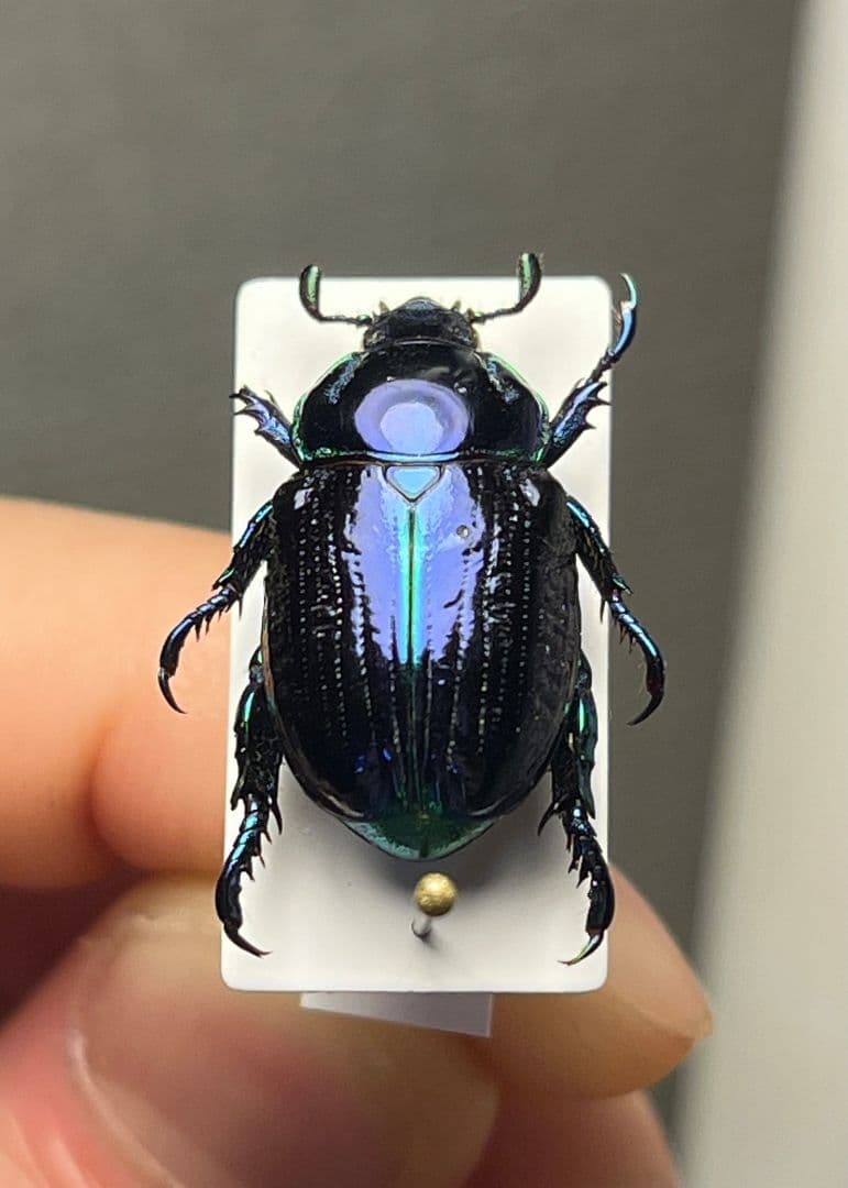 【18mm】Pelidnota sumptuosa プラチナコガネ コガネ標本 18mm】Pelidnota sumptuosa プラチナコガネ コガネ標本 - メルカリ