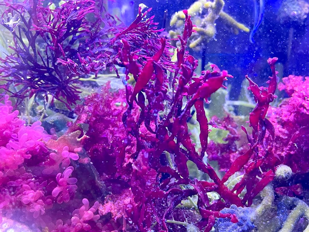 匿名配送】 海藻 いろいろ セット 宅急便