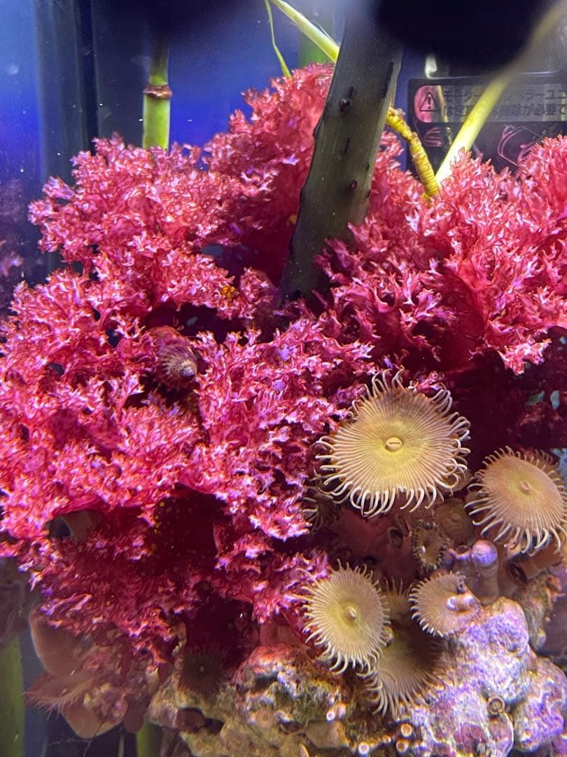 匿名配送】 海藻 いろいろ セット 宅急便